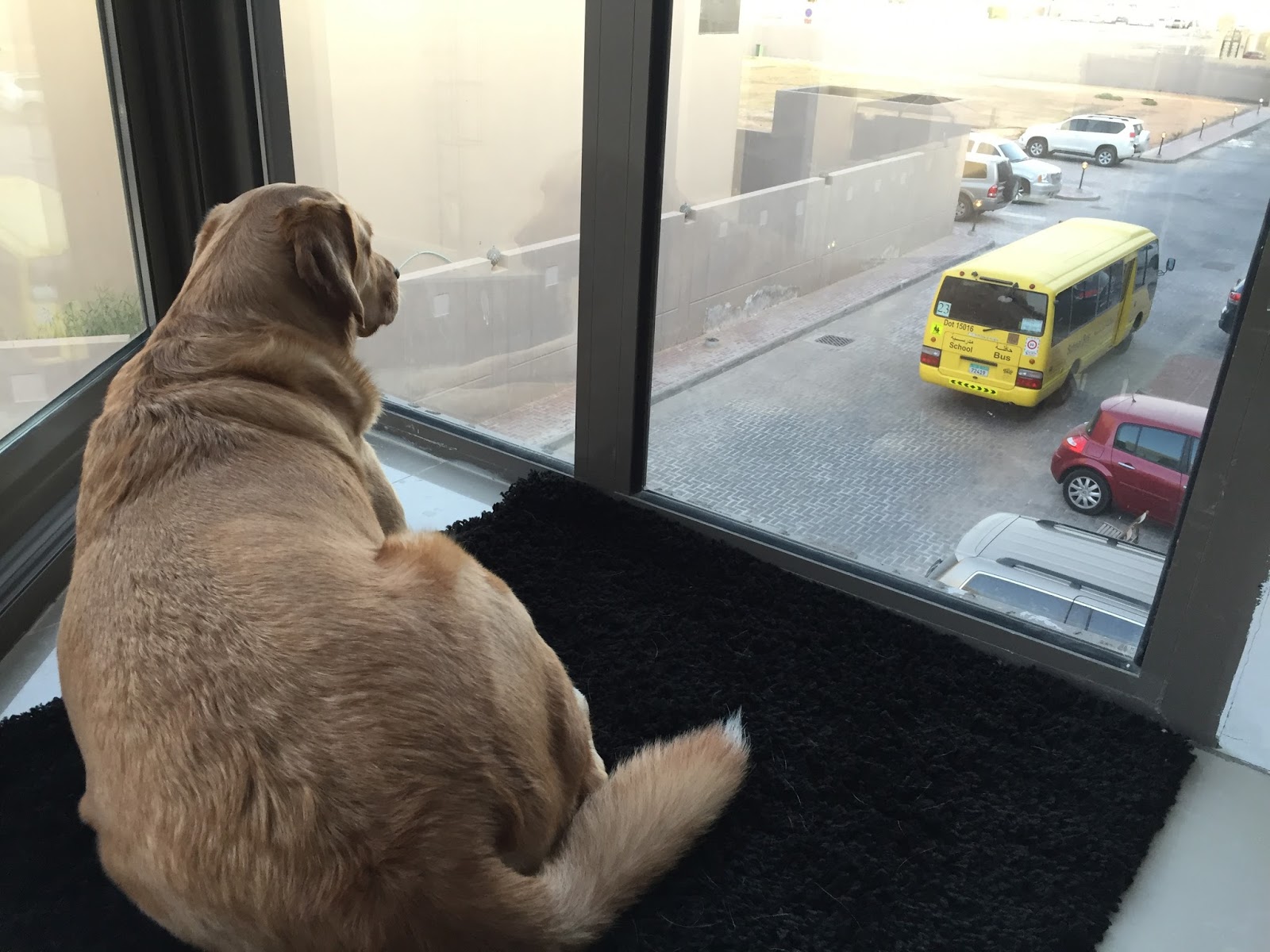 Life in Abu Dhabi The friendly neighbourhood dog