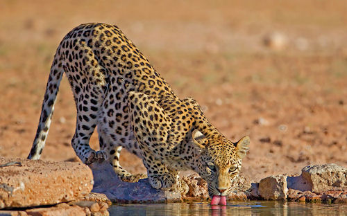 Leopardo sediento - Thirsty Leopard by Hendri Venter
