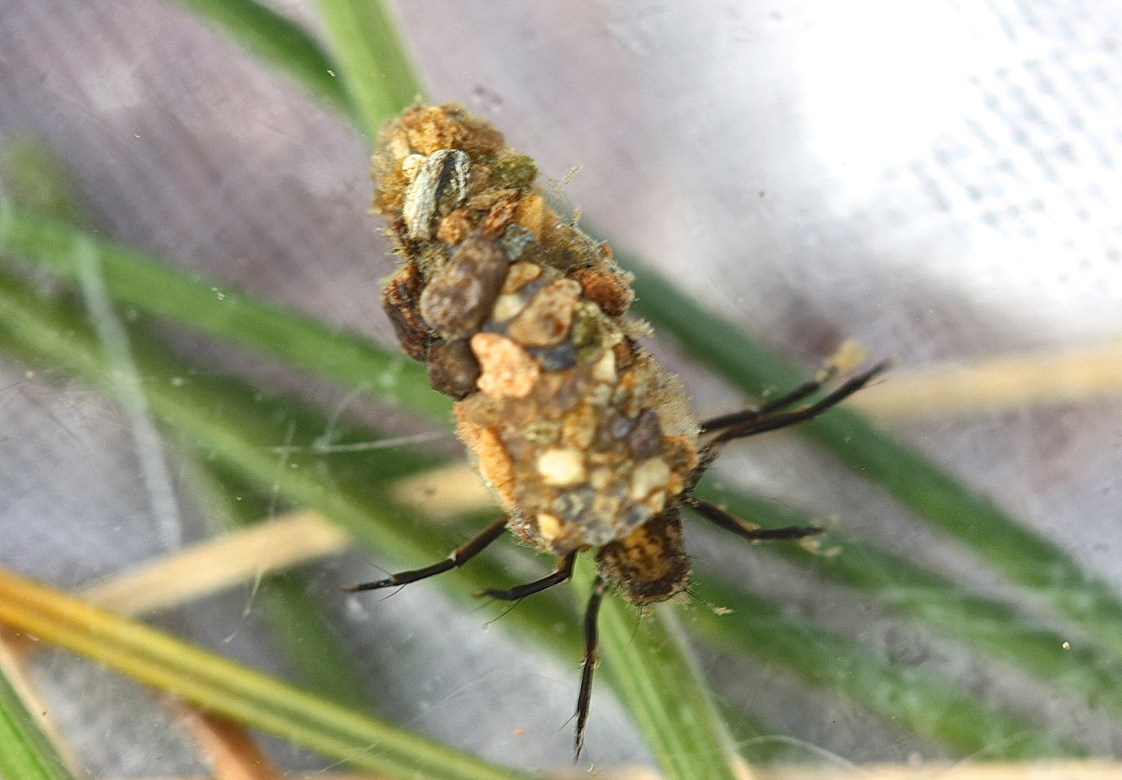 Aquatic Insects of Central Virginia: Winter Insects at the Lynch River