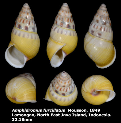 Amphidromus furcillatus 32.18mm