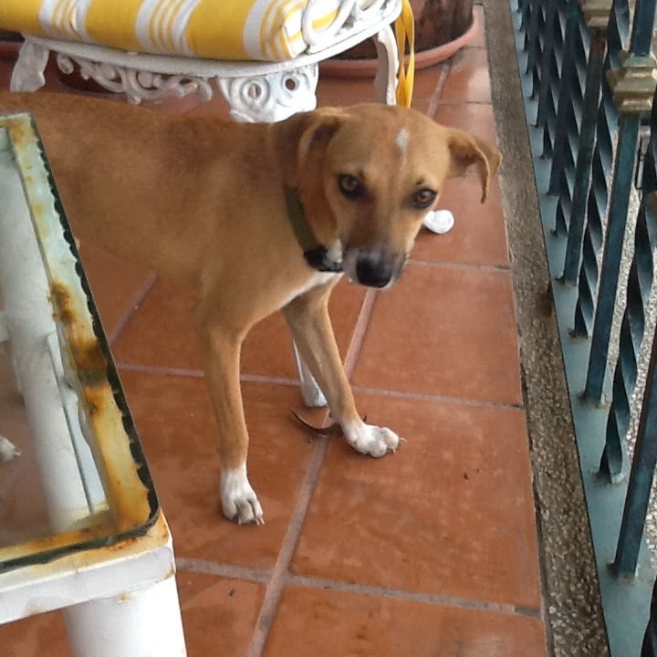 PAGE RAILSBACK PAINTINGS