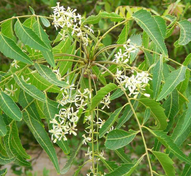 pagkaing pampapayat neem flower