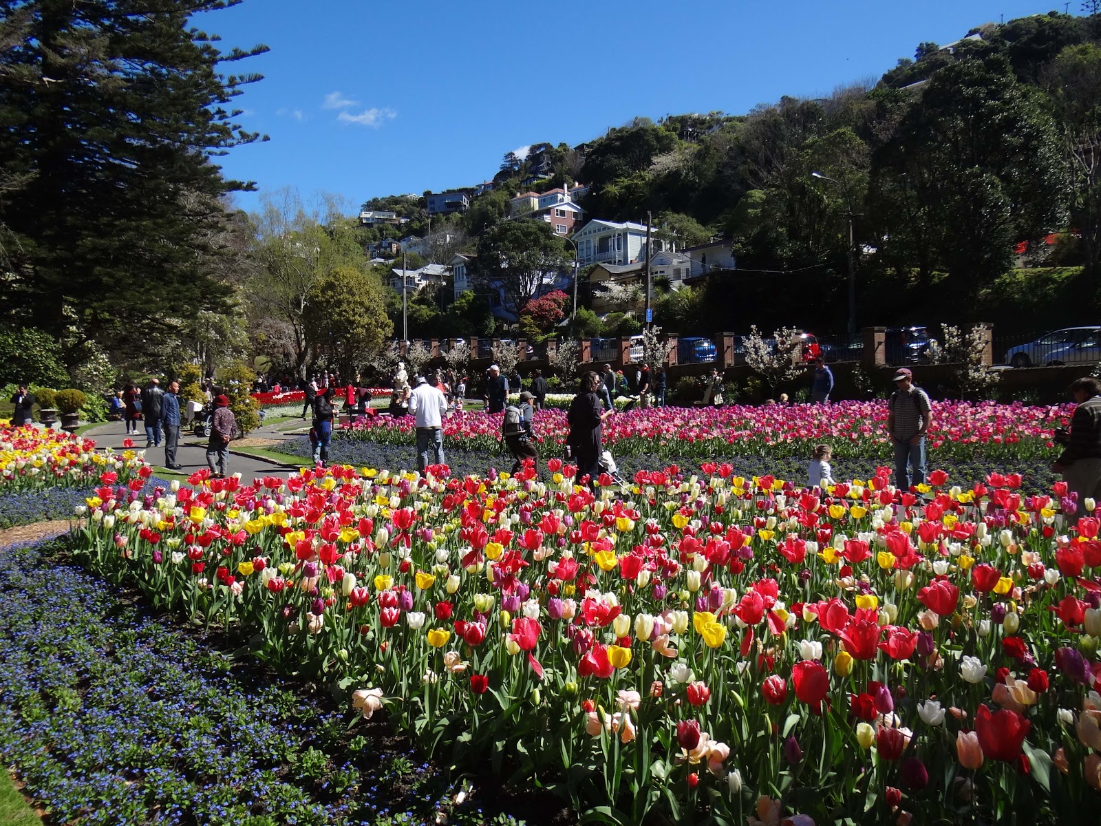 McVey Kiwi News Wellington Tulips Botanical Gardens