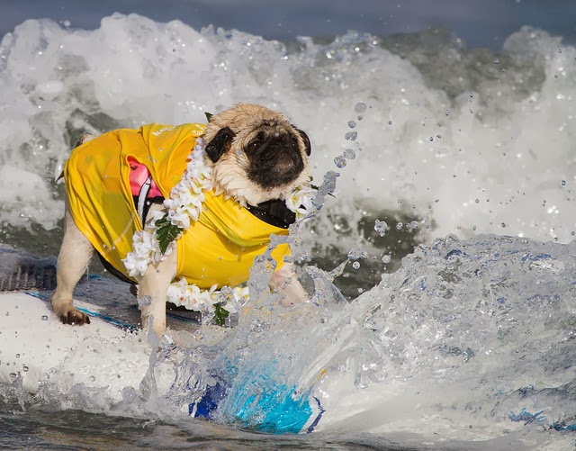 Surf City Surf Dogs Catch the Waves The Ark In Space