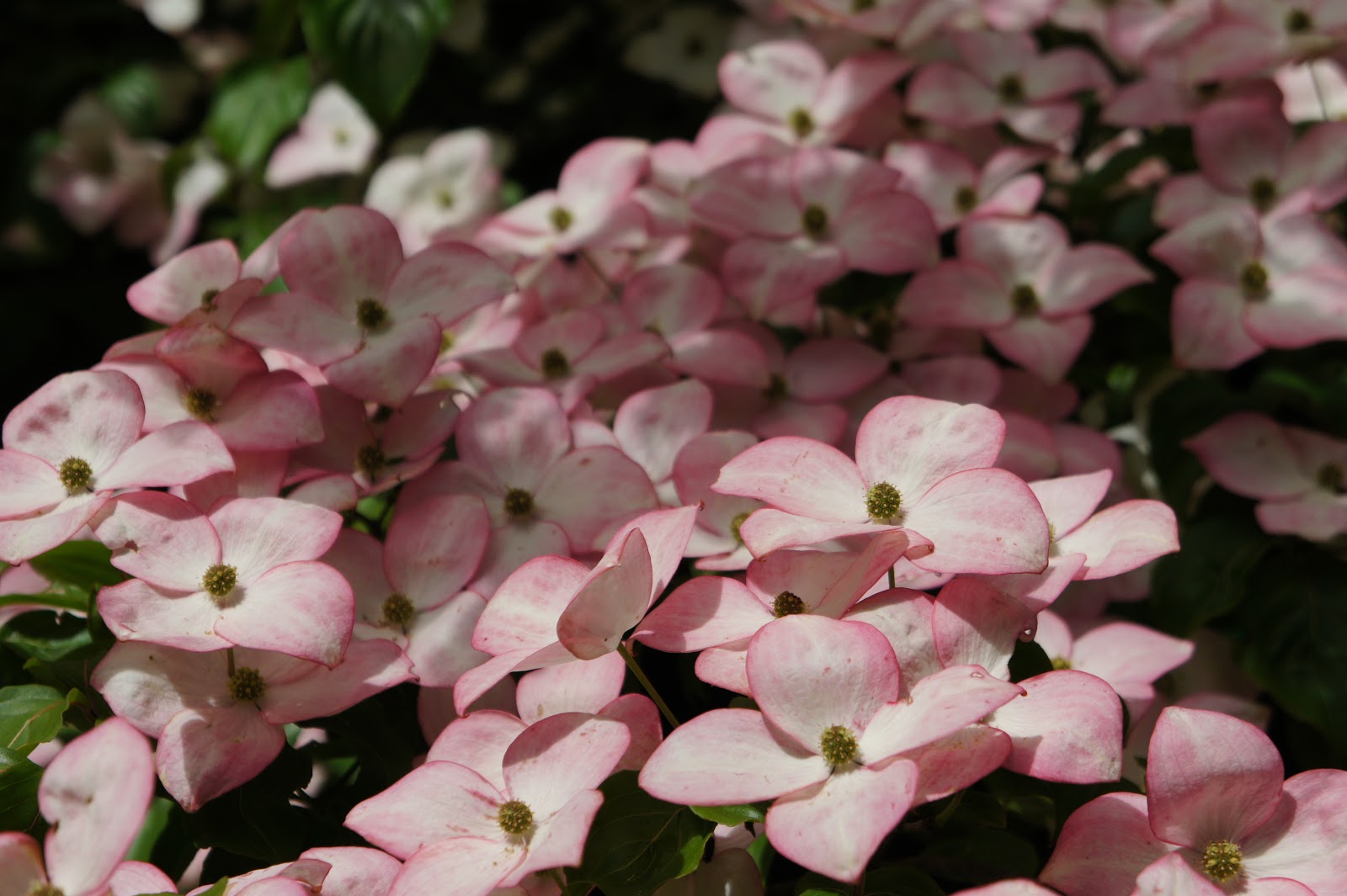 Garden Idle: RHS Wisley in Early Summer