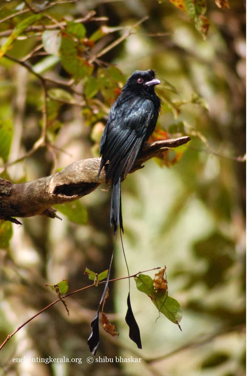 Remya Rupesh Silent Valley National Park