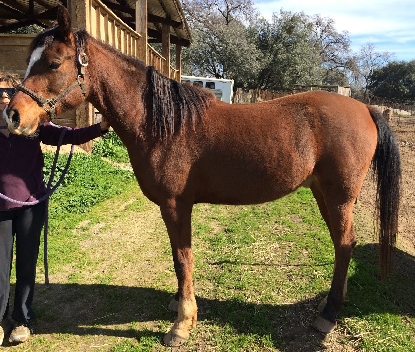 Horse Shopping Horses 8 & 9 DIY Horse Ownership