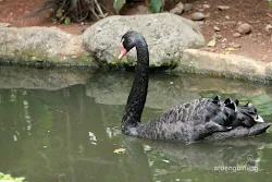 taman burung tmii jakarta