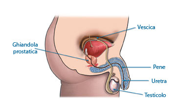 prostata cosa è