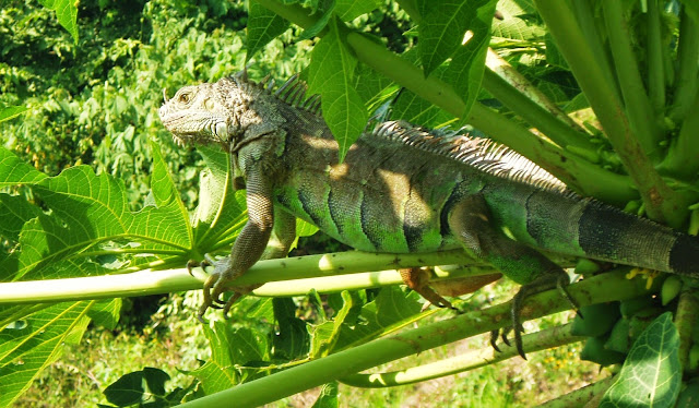 iguanas%2Bin%2Bthe%2Btree%2B1a%2B.jpg