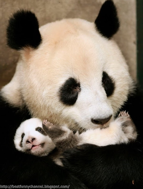 Panda panda mother and baby.