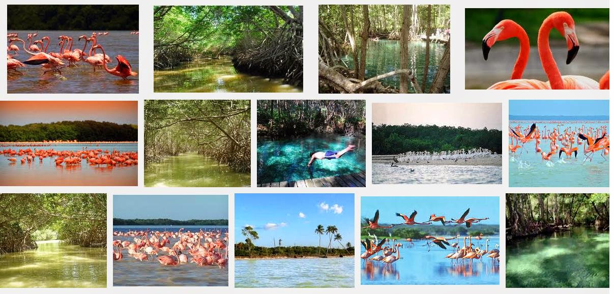 Resultado de imagen para celestun yucatan collage