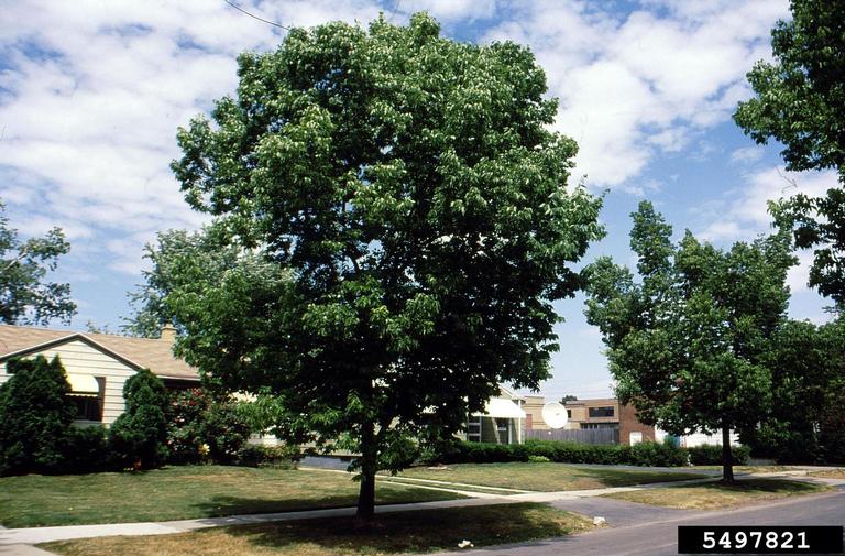 Meet A Tree Common Hackberry celtis occidentalis