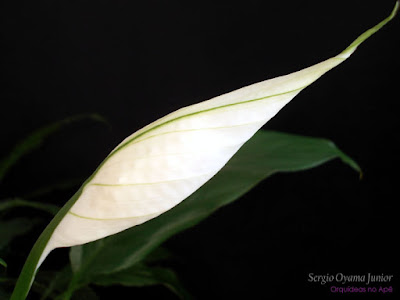 Lírio da Paz - Spathiphyllum wallisii