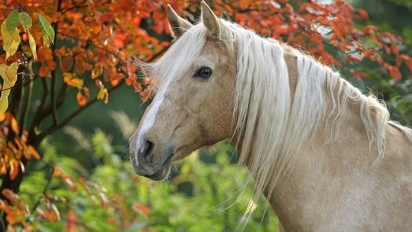 Beautiful Horse Pictures Free Download