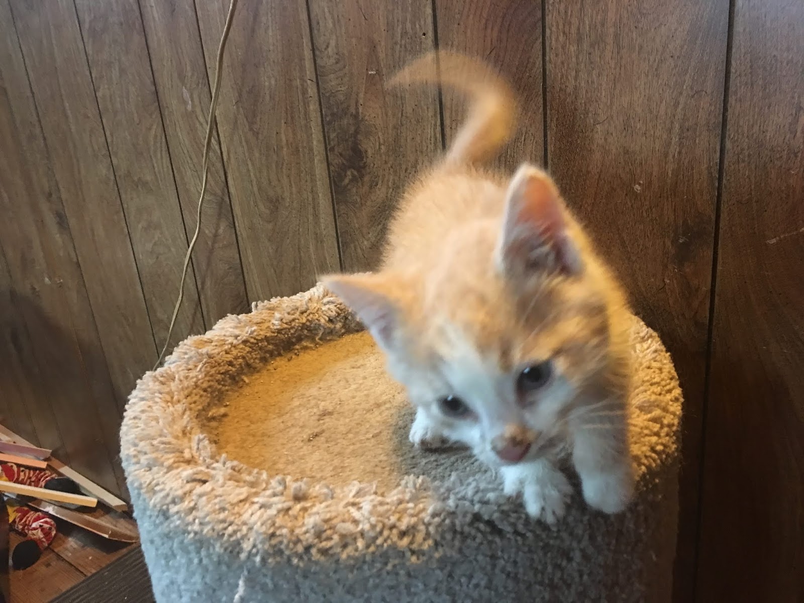 Thebean November 2018