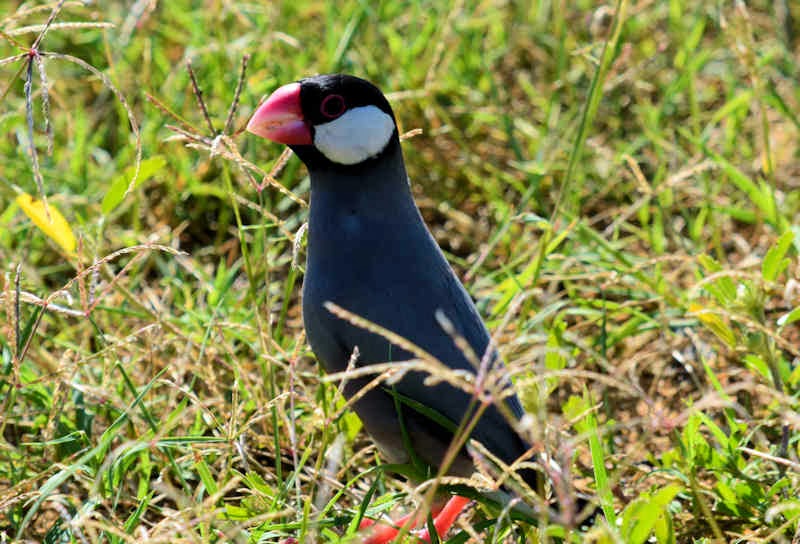 The Wayward Hawaiian: Java Finches on the Beach