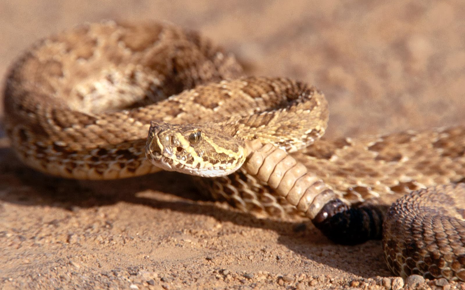 : Rattlesnake Wallpapers, Rattlesnake DesktopWallpapers, Rattlesnake ...