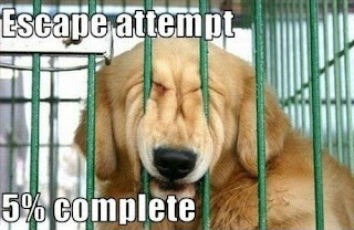 Dog Memes Dog Memes