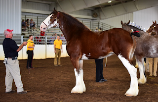 draft horse, ridden draft horse, draft horse under saddle, ride a draft, clydesdale, clydesdale mare, heavy horse, heavy horse ridden