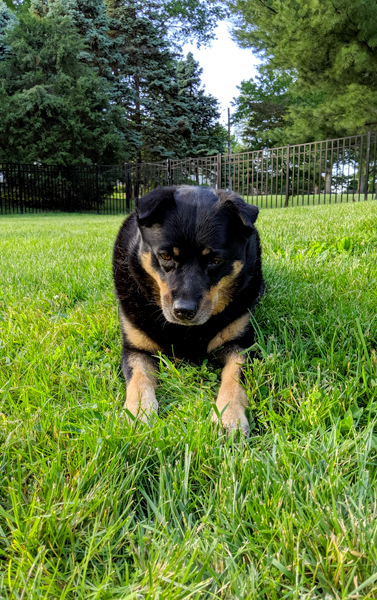 image of Zelda the Black and Tan Mutt lying in the backyard, studying something in the grass