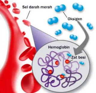 Hemoglobin dan zat besi