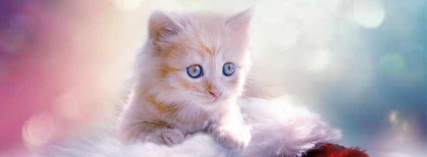 Facebook Cover Photos Banner Free Download Cat Facebook Cover