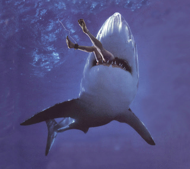 shark+attack.jpg