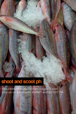fish below bukid dalagang