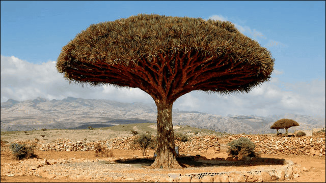 植物の驚くべき知性