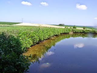 geschnittene Erlenhecke (c) by Joachim Wenk geschnittene Erlenhecke (c) by Joachim Wenk