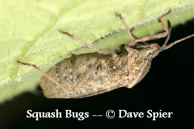 northeast naturalist: Squash Bugs
