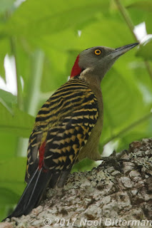 Hispaniolan Woodpecker
