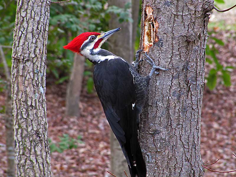 Nathaniel Mauger Running Zealot Pileated Woodpeckers At Highbanks nathaniel-mauger-running-zealot-pileated-woodpeckers-at-highbanks