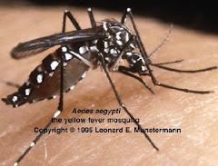 "AEDES AEGYPTI"