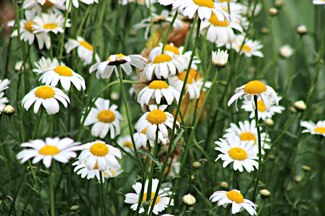 Daisy field