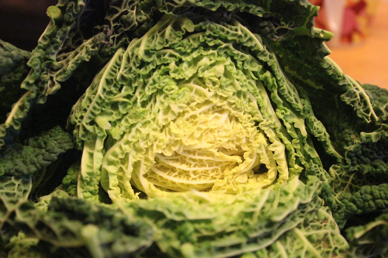 Treating inflammation, infection and bumblefoot with cabbage poultices