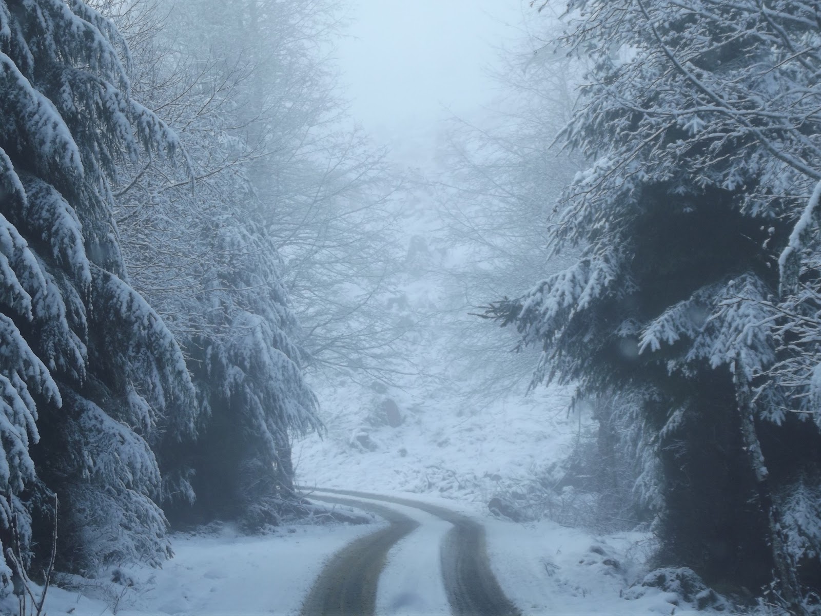 Its just Frankly Kute The Snow Storm in The Oregon Coastal Mountains