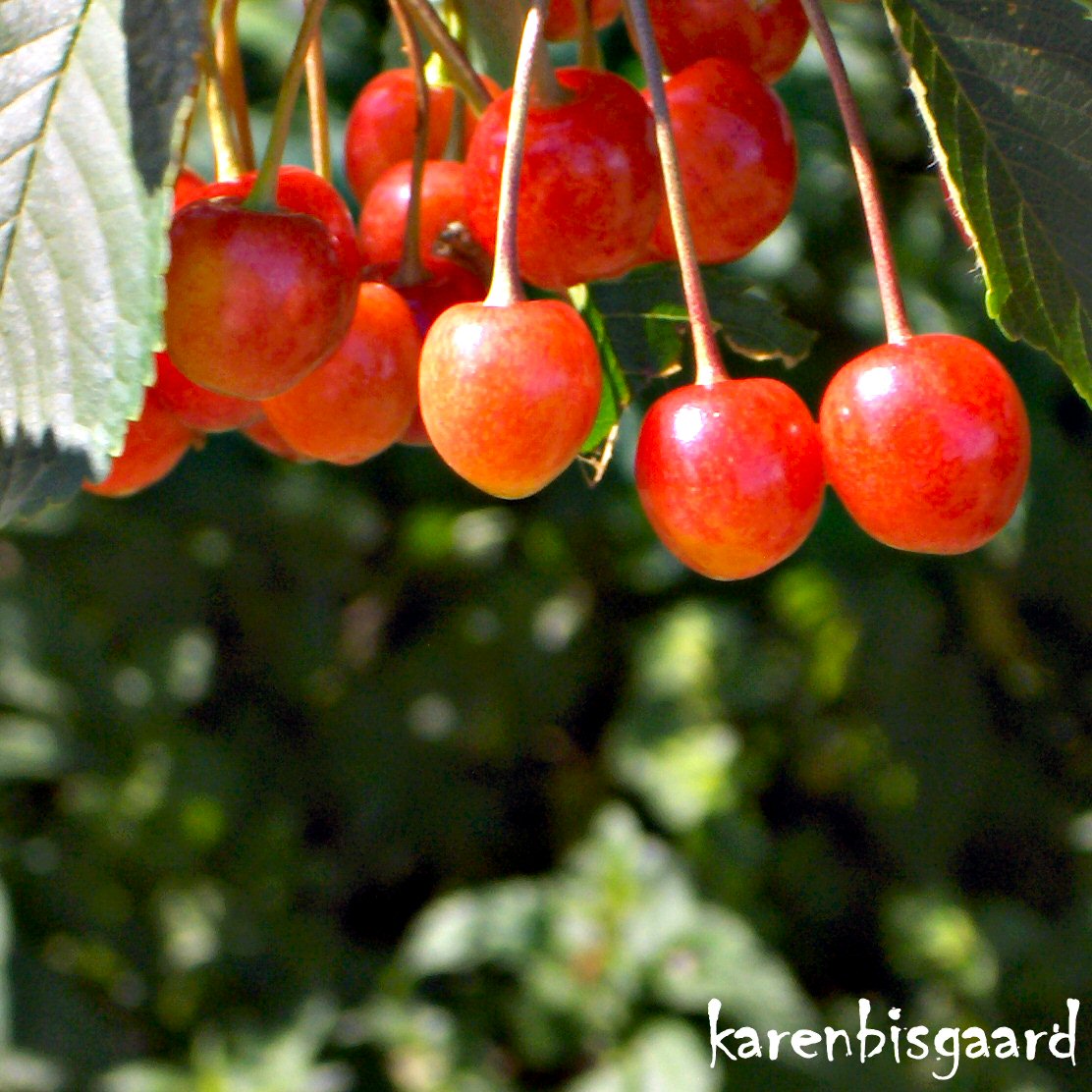 Karen`s Nature Photography Bunch of Wild Cherries.