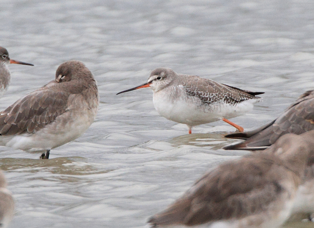 BOC Bird Sightings Sightings 19 9 11