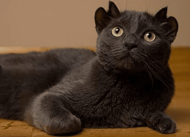 Yoda, o gato que nasceu com quatro orelhas Yoda, o gato que nasceu com quatro orelhas