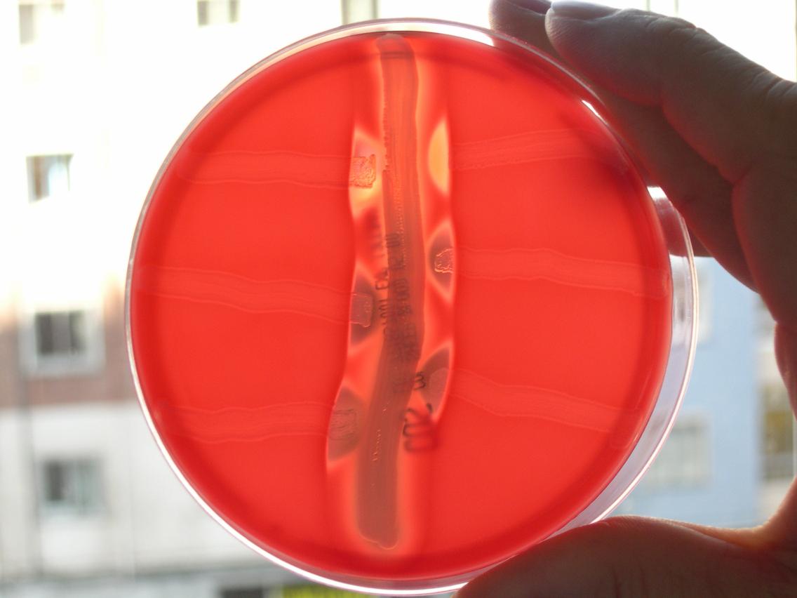 CAMP TEST Microbiology Lab Notes