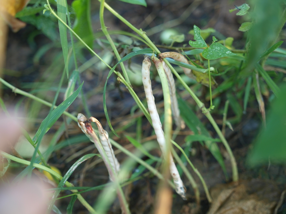 KnitOwl Garden cowpeas, zinnias and an Esme in a hat