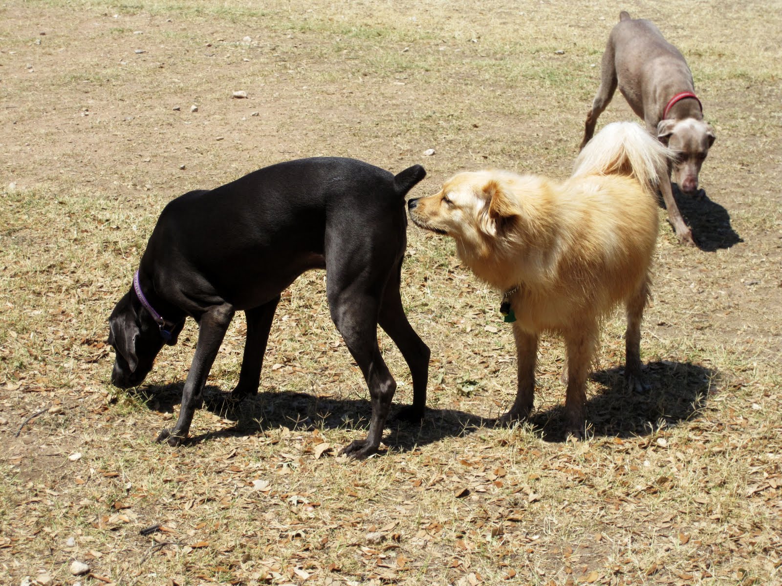 Почему русские собаки. Собаки нюхают под хвостом у друг друга. Собаки обнюхивают друг друга. Хвост собаки.