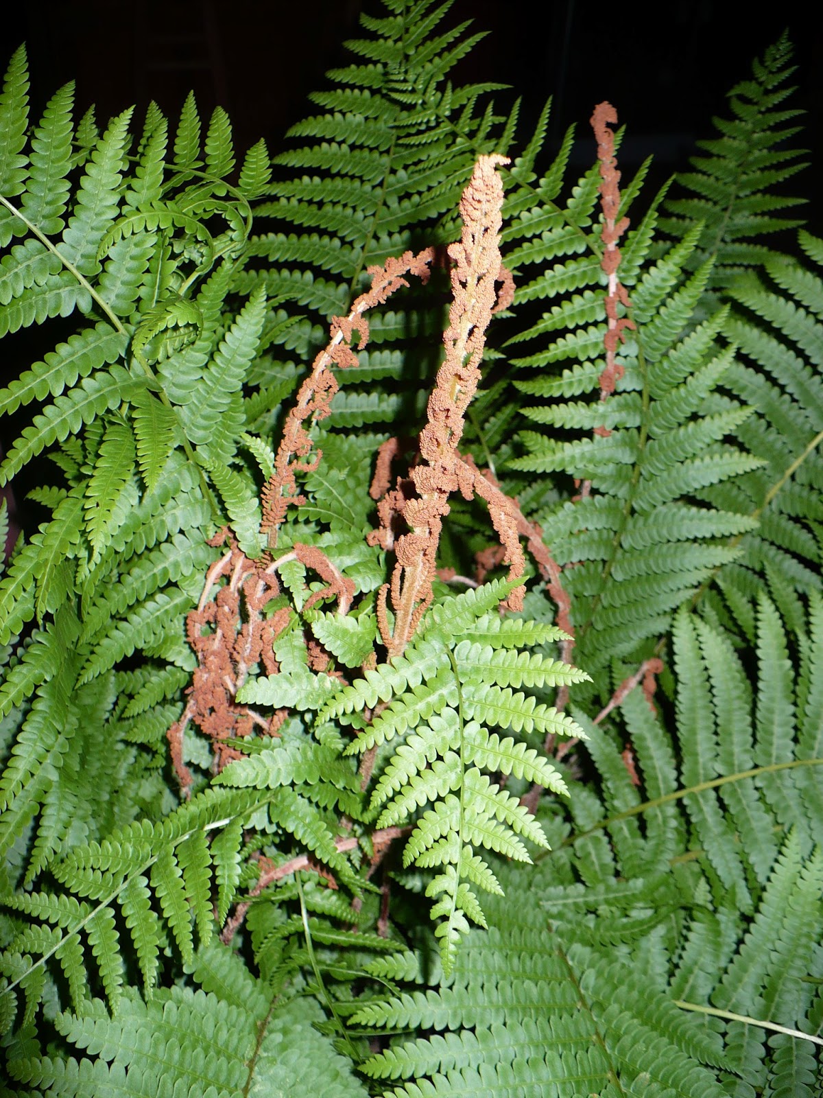 Brenda's "Texas Wild" Garden Cinnamon Fern (Osmunda regalis)