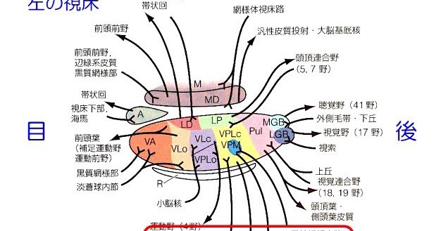 神経生理学を理解したうえで・・・大脳基底核と小脳など脳のシステムを簡単にTakaメディカルコンディショニングラボ