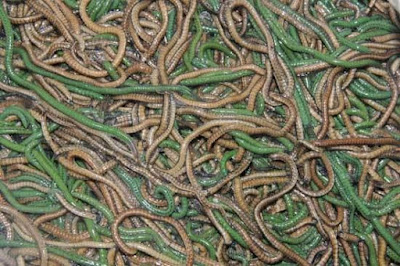 cacing nyale Lombok Cacing Nyale Lombok