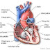 Fungsi Jantung dan Pembuluh Darah