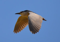 birds night heron flew into august happy flying crowned herons distracted else someone shot right