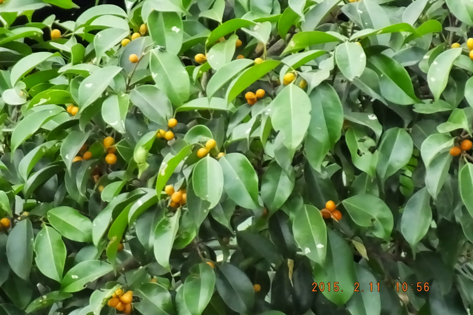 Photography with Dr. Ernie. Unknown ficus with yellow berries.